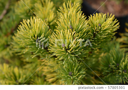 Carstens Wintergold Mugo Pine Carstens Wintergold Mugo Pine 57805301