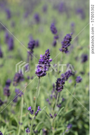 English lavender Hidcote 57805302