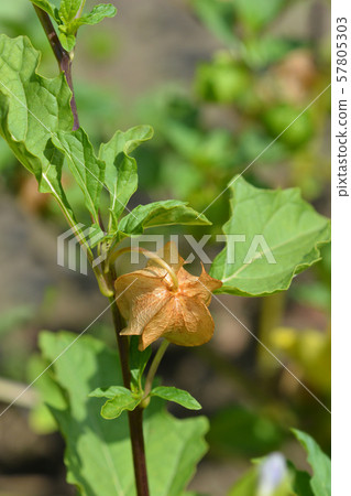 Apple of Peru Apple of Peru 57805303