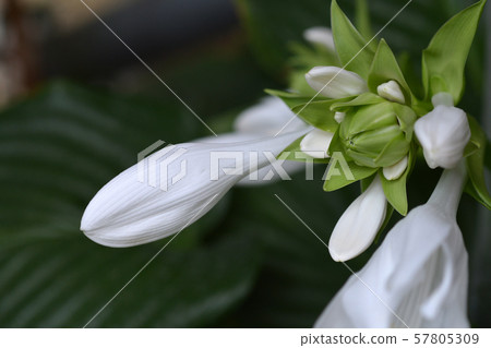 Fragrant plantain lily Fragrant plantain lily 57805309