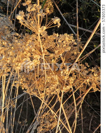 Dry flower Dry flower 57805373