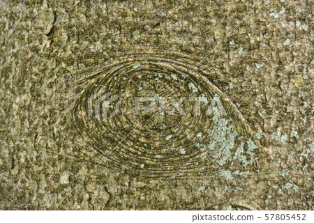 Bark pattern like a centerpiece Bark pattern like a centerpiece 57805452