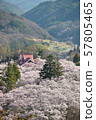 高遠櫻花 57805465