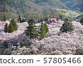 高遠櫻花 57805466