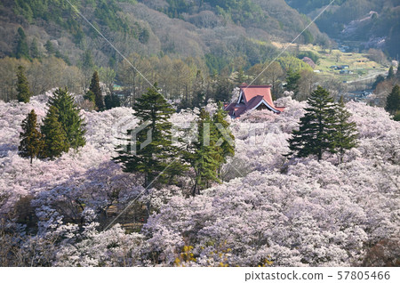 高遠櫻花 57805466