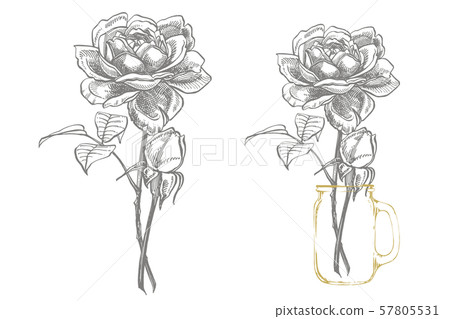 Roses. Hand drawn flower set illustrations. Botanical plant illustration. Handwritten abstract text Roses. Hand drawn flower set illustrations. Botanical plant illustration. Handwritten abstract text 57805531