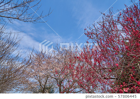 Sakuracho Jinya Ruins, Sakura 2019 57806445