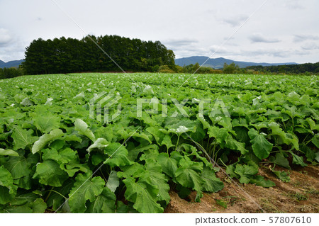 Shooting burdock field landscape in Makkari Village, Hokkaido 57807610