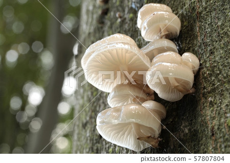 Family of mushrooms on a tree trunk Family of mushrooms on a tree trunk 57807804