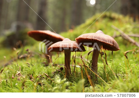 Family of mushrooms on a green moss 57807806
