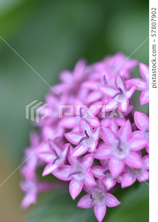 花 57807902