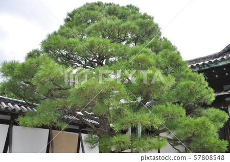 A magnificent pine tree in the Ninomaru Garden of Nijo Castle 57808548