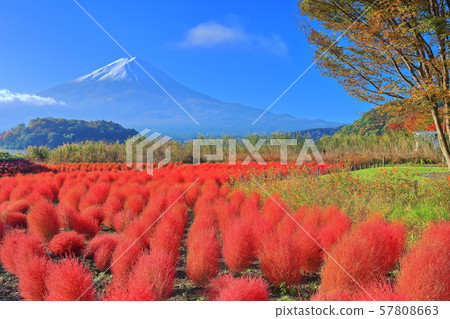 [山梨縣]秋葉Kokia和富士山（Kawaguchiko Oishi Park） 57808663
