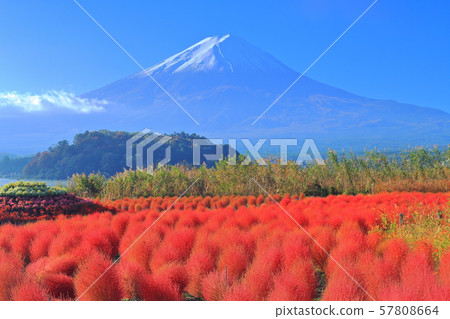 [山梨縣]秋葉Kokia和富士山（Kawaguchiko Oishi Park） 57808664