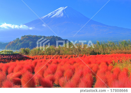 [山梨縣]秋葉Kokia和富士山（Kawaguchiko Oishi Park） 57808666