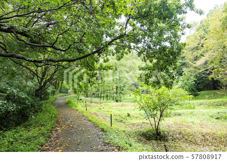 Maioka (Autumn) 57808917
