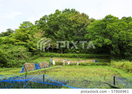 Maioka (Autumn) 57808961