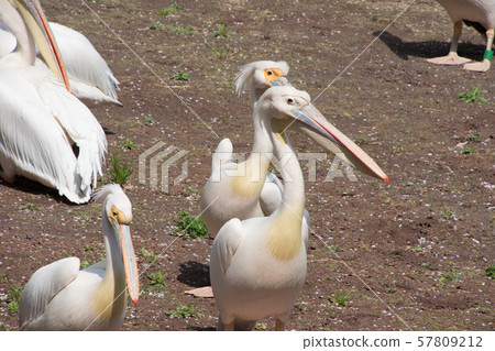 Momoiro鵜鶘 57809212