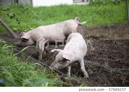 Pig  57809237