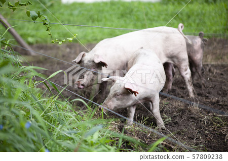 一頭豬 57809238