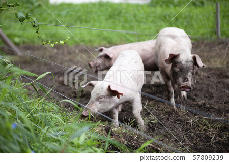 Pig Pig 57809239