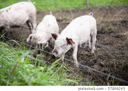 Pig Pig 57809243