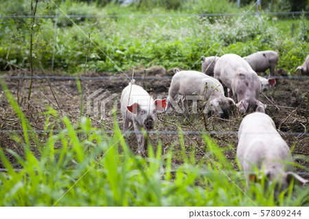 Pig Pig 57809244