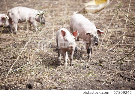 Pig Pig 57809245