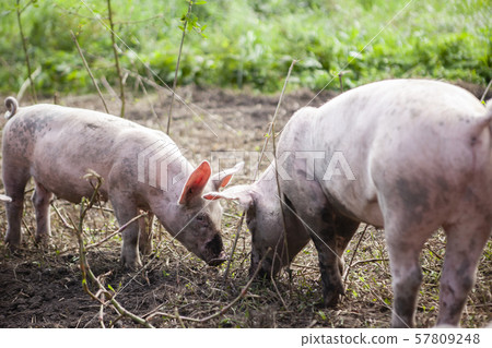 Pig Pig 57809248