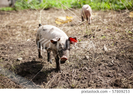 Pig  57809253