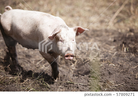 Pig Pig 57809271