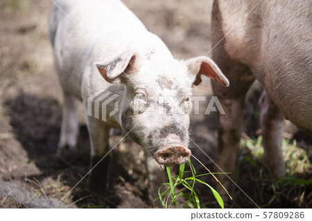 一頭豬 57809286