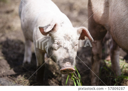 一頭豬 57809287