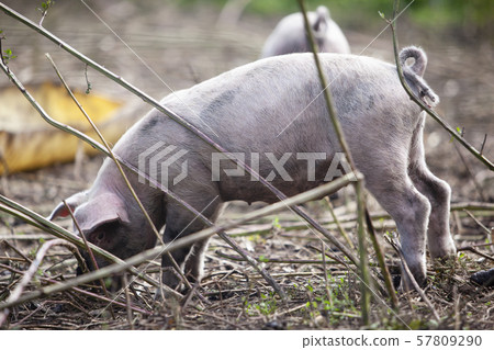 Pig Pig 57809290