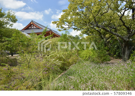 [Nara Prefecture] Yakushiji, Shirahige Ai (Dining room) 57809346