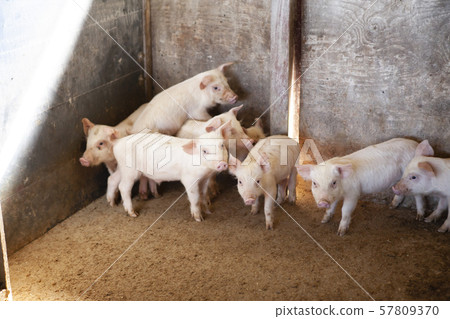 Piglet Piglet 57809370