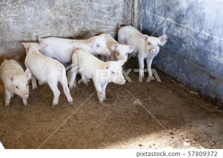 Piglet Piglet 57809372