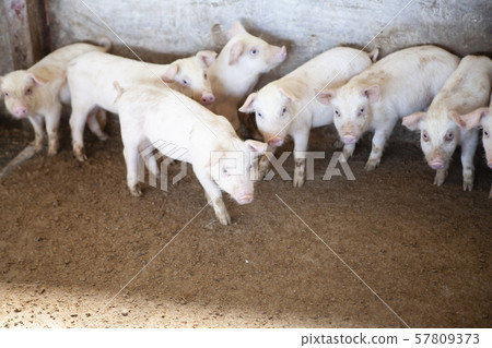 Piglet 57809373