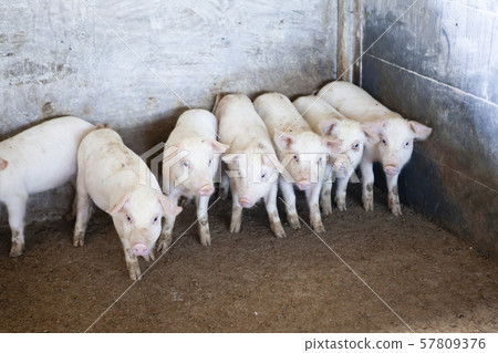 Piglet Piglet 57809376