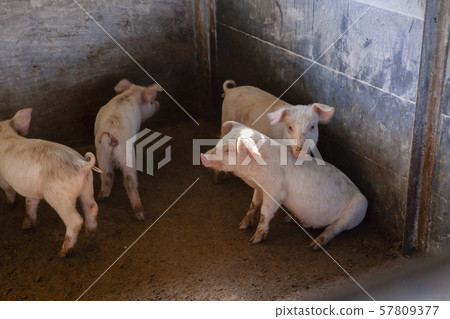 Piglet 57809377