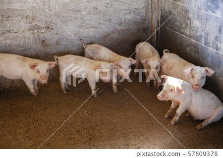 Piglet Piglet 57809378