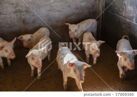 Piglet Piglet 57809380
