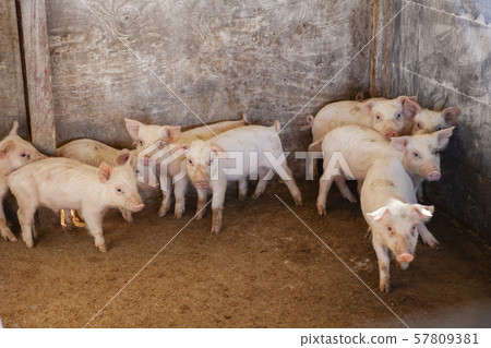 Piglet Piglet 57809381