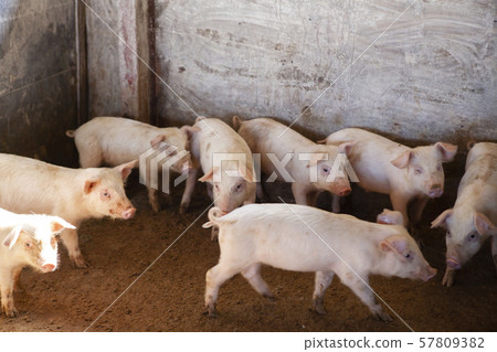 Piglet 57809382