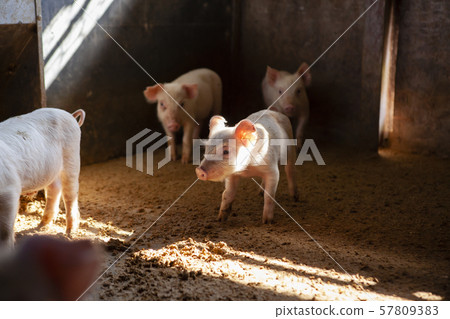 Piglet Piglet 57809383