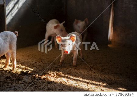 Piglet Piglet 57809384