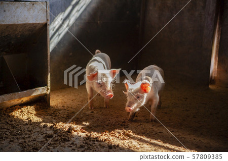 Piglet Piglet 57809385