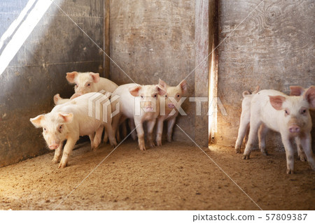 Piglet 57809387