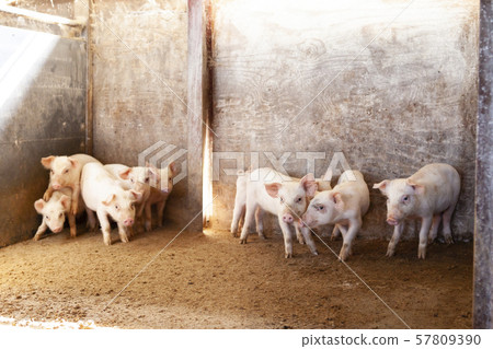 Piglet 57809390