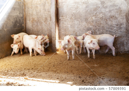 Piglet Piglet 57809391